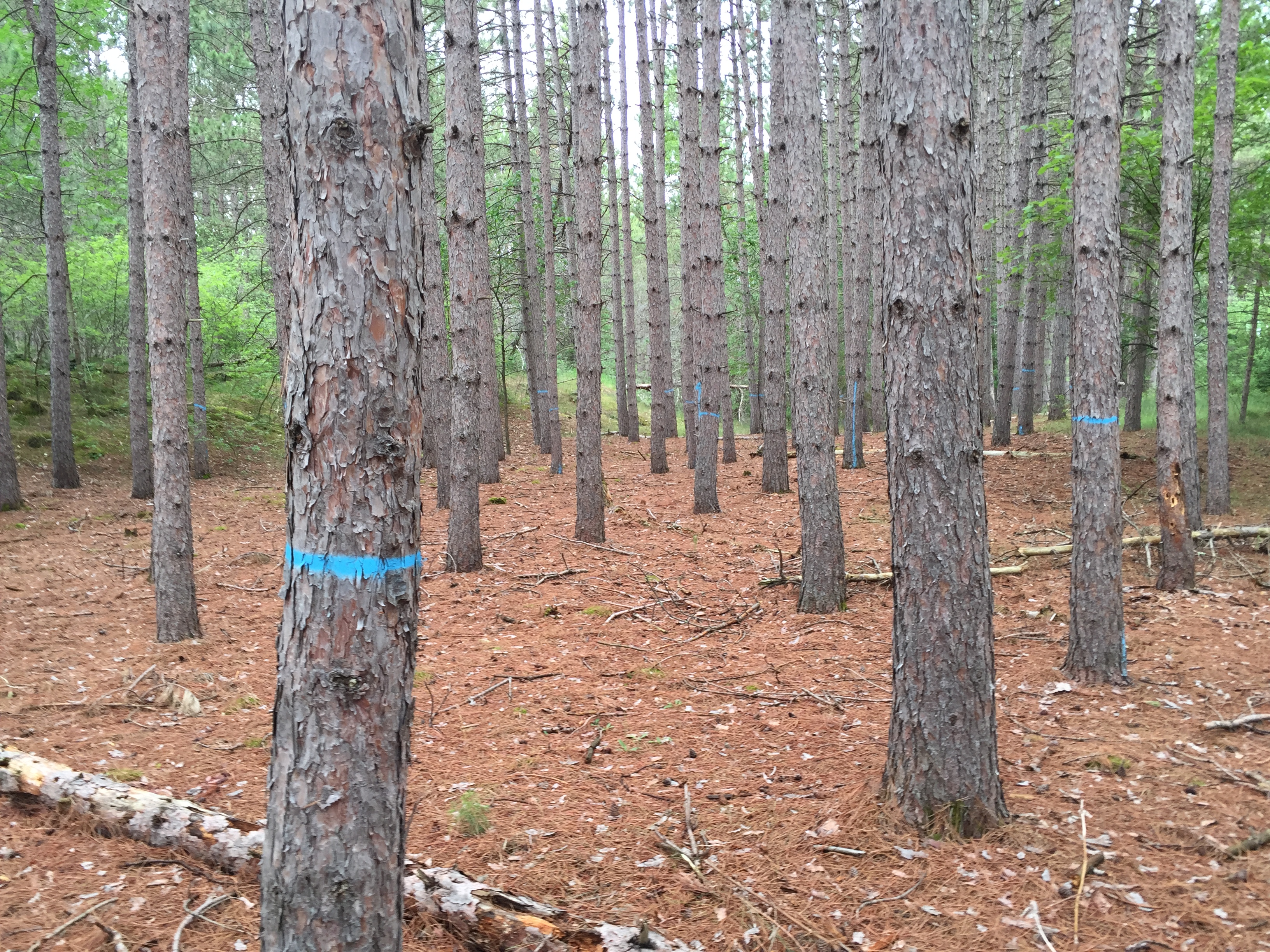 Selected trees marked for harvesting on a woodlot